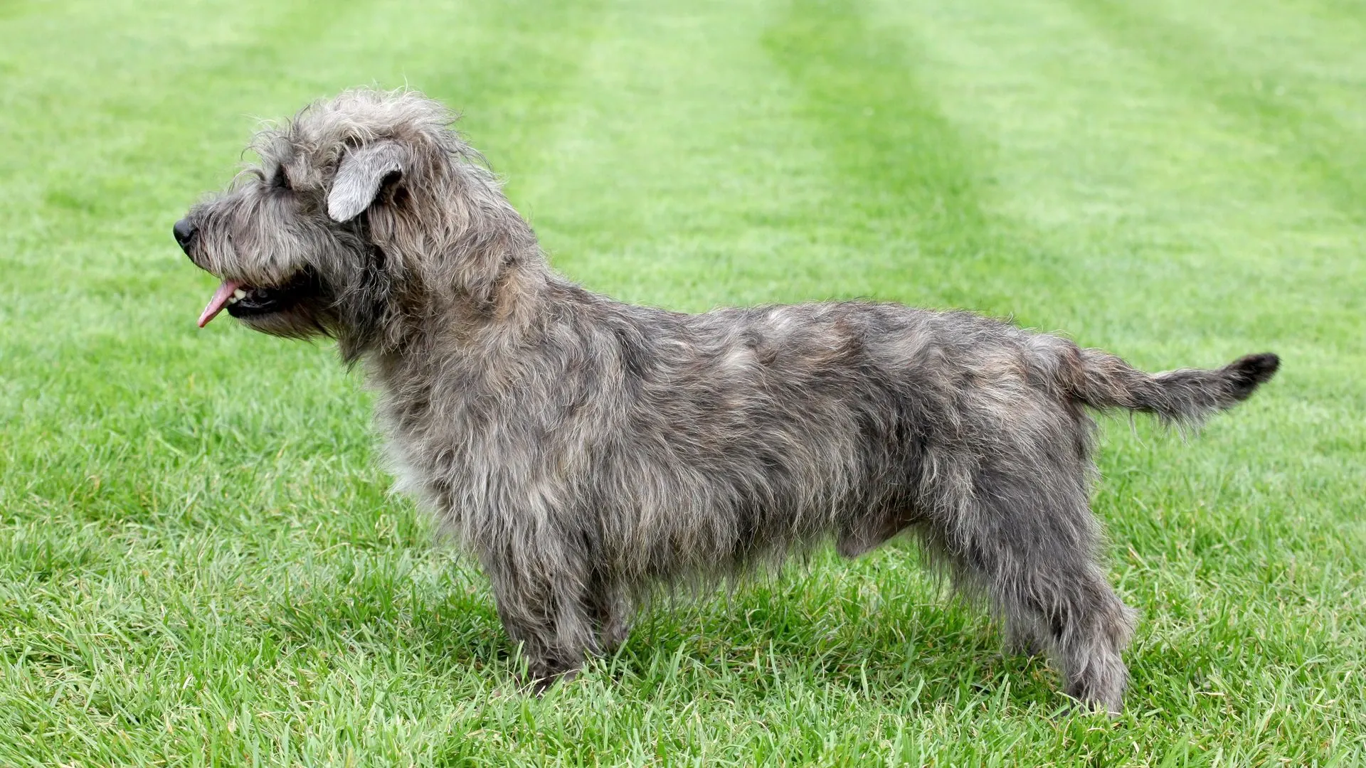Glen of Imaal Terrier